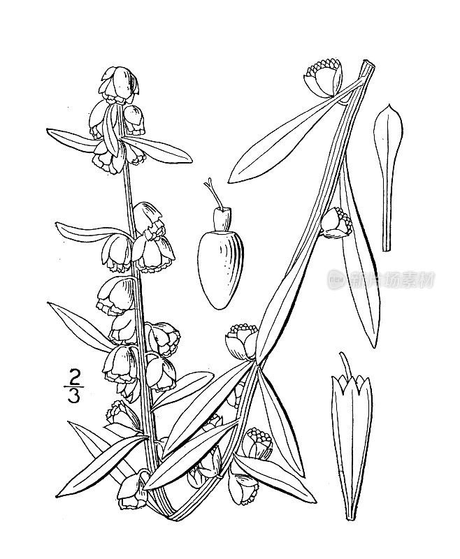 古植物学植物插图:Iva imbricata，海岸沼泽长者